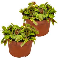 Bloomique - 2er Set - Dionaea Muscipula - Venusfliegenfalle - Fleischfressende Pflanzen - Höhe 10-15 cm - Topf 12 cm Bloomique - 2er Set - Dionaea Muscipula - Venusfliegenfalle - Fleischfressende Pflanzen - Höhe 10-15 cm - Topf 12 cm von BLOOMIQUE
