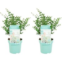 2er Set - Eukalyptus Gunii Azura - Eukalyptus Pflanze - Winterharte Balkonpflanzen - Gartenpflanzen Winterhart - Höhe 25-45 cm - Topf 15 cm 2er Set - Eukalyptus Gunii Azura - Eukalyptus Pflanze - Winterharte Balkonpflanzen - Gartenpflanzen Winterhart - Höhe 25-45 cm - Topf 15 cm von BLOOMIQUE