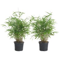 2er Set - Fargesia Rufa - Bambus Pflanze - Gartenpflanze - Balkonpflanzen - Winterhart - Nicht Invasiv - Höhe 40-60 cm - Topf 17 cm - Bloomique 2er Set - Fargesia Rufa - Bambus Pflanze - Gartenpflanze - Balkonpflanzen - Winterhart - Nicht Invasiv - Höhe 40-60 cm - Topf 17 cm - Bloomique von BLOOMIQUE