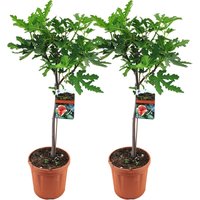 2er-Set - Ficus Carica Brown Turkey - Feigenbaum - Obstbäume - Gartenpflanzen - Winterhart - 80-100 cm Hoch - Topf 21 cm - Bloomique 2er-Set - Ficus Carica Brown Turkey - Feigenbaum - Obstbäume - Gartenpflanzen - Winterhart - 80-100 cm Hoch - Topf 21 cm - Bloomique von BLOOMIQUE