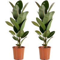 Bloomique - 2er Set - Ficus Elastica Robusta - Gummibaum - Zimmerpflanzen Groß - Luftreinigend - Pflegeleicht - Höhe 80-100 cm - Topf 21 cm von BLOOMIQUE