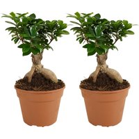 Bloomique - 2er Set - Ficus Ginseng - Bonsai Baum - Zimmerpflanzen - Pflegeleicht - Luftreinigend - Höhe 30-40 cm - Topf 17 cm von BLOOMIQUE