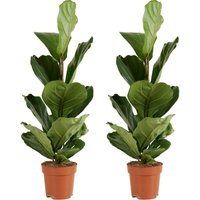 2er Set - Ficus Lyrata - Geigenfeige - Zimmerpflanzen Groß - Pflegeleicht - Luftreinigend - Höhe 80-100 cm - Topf 21 cm - Bloomique 2er Set - Ficus Lyrata - Geigenfeige - Zimmerpflanzen Groß - Pflegeleicht - Luftreinigend - Höhe 80-100 cm - Topf 21 cm - Bloomique von BLOOMIQUE