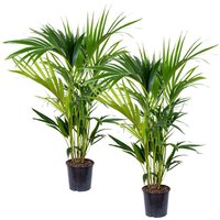 Bloomique - 2er Set - Howea Forsteriana - Kentia Palme - Zimmerpflanzen - Pflegeleicht - Haustierfreundlich - Höhe 90-100 cm - Topf 19 cm von BLOOMIQUE