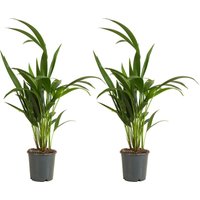 2er Set - Howea Forsteriana - Kentiapalme - Zimmerpflanzen - Luftreinigend - Haustierfreundlich - 40-60 cm hoch - Topf 13 cm - Bloomique 2er Set - Howea Forsteriana - Kentiapalme - Zimmerpflanzen - Luftreinigend - Haustierfreundlich - 40-60 cm hoch - Topf 13 cm - Bloomique von BLOOMIQUE