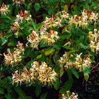 2er-Set - Lonicera Henryi - Geißblatt - Orange, Rot - Kletterpflanzen - Gartenpflanzen - Winterhart - Immergrün - 50-70 cm Hoch - Topf 15 cm von BLOOMIQUE