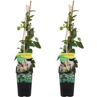 2er-Set - Lonicera periclymenum - Wildes Geißblatt - Gelb - Kletterpflanzen - Gartenpflanzen - Winterhart - Topf 15 cm - 70-80 cm hoch - Bloomique von BLOOMIQUE