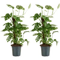 Bloomique - 2er-Set - Monstera Adansonii mit Moosstab - Affenblatt - Zimmerpflanzen - Luftreinigend - Pflegeleicht - 70-80 cm hoch - Topf 17 cm von BLOOMIQUE
