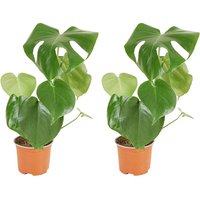 2er Set - Monstera Deliciosa - Fensterblatt - Zimmerpflanzen - Pflegeleicht - Luftreinigend - Höhe 30-40 cm - Topf 12 cm - Bloomique von BLOOMIQUE