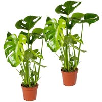 2er Set - Monstera Deliciosa - Fensterblatt - Zimmerpflanzen - Pflegeleicht - Luftreinigend - Höhe 50-70 cm - Topf 17 cm - Bloomique von BLOOMIQUE