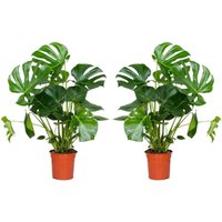 2er Set - Monstera Deliciosa - Fensterblatt - Zimmerpflanzen - Pflegeleicht - Luftreinigend - Höhe 70-80 cm - Topf 21 cm - Bloomique von BLOOMIQUE