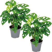 2er Set - Monstera adansonii - Monkey Leaf - Fensterblatt - Luftreinigende Zimmerpflanzen - Monstera Pflanze - Hängepflanze echt - Kletterpflanzen von BLOOMIQUE