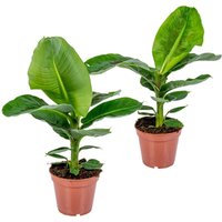 Bloomique - 2er Set - Musa Oriental Dwarf - Bananenpflanze - Zimmerpflanzen - Pflegeleicht - Haustierfreundlich - Höhe 60-70 cm - Topf 17 cm von BLOOMIQUE