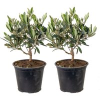 2er Set - Olea Europaea - Olivenbaum Echt - Gartenpflanzen Winterhart - Höhe 20-30 cm - Topf 14 cm - Bloomique von BLOOMIQUE