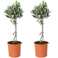 2er Set - Olea Europaea - Olivenbaum Echt - Gartenpflanzen Winterhart - Höhe 40-50 cm - Topf 14 cm - Bloomique von BLOOMIQUE