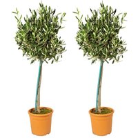 2er Set - Olea Europaea - Olivenbaum Echt - Gartenpflanzen Winterhart - Höhe 80-90 cm - Topf 19 cm - Bloomique 2er Set - Olea Europaea - Olivenbaum Echt - Gartenpflanzen Winterhart - Höhe 80-90 cm - Topf 19 cm - Bloomique von BLOOMIQUE