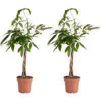 Bloomique - 2er-Set - Pachira Aquatica - Geldbaum - Wasserkakao - Zimmerpflanzen - Luftreinigend - Pflegeleicht - 80-90 cm hoch - Topf 21 cm Bloomique - 2er-Set - Pachira Aquatica - Geldbaum - Wasserkakao - Zimmerpflanzen - Luftreinigend - Pflegeleicht - 80-90 cm hoch - Topf 21 cm von BLOOMIQUE