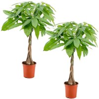 Bloomique - 2er Set - Pachira Aquatica - Glückskastanie - Zimmerpflanzen - Luftreinigend - Pflegeleicht - Höhe 50-60 cm - Topf 17 cm Bloomique - 2er Set - Pachira Aquatica - Glückskastanie - Zimmerpflanzen - Luftreinigend - Pflegeleicht - Höhe 50-60 cm - Topf 17 cm von BLOOMIQUE