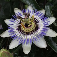 2er-Set - Passiflora Caerulea - Passionsblume - Blau, Weiß - Kletterpflanzen - Gartenpflanzen - Winterhart - 50-70 cm Hoch - Topf 15 cm - Bloomique von BLOOMIQUE