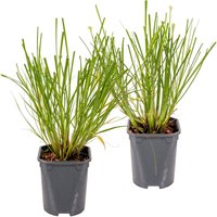 2er-Set - Pennisetum Hameln - Lampenputzergras - Ziergras - Gartenpflanzen - Winterhart - Höhe 20-30 cm - Topf 13 cm - Bloomique von BLOOMIQUE