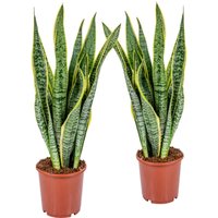2er Set - Sansevieria Laurentii - Bogenhanf - Sukkulenten - Zimmerpflanzen - Sehr Pflegeleicht - Höhe 60-70 cm - Topf 17 cm - Bloomique 2er Set - Sansevieria Laurentii - Bogenhanf - Sukkulenten - Zimmerpflanzen - Sehr Pflegeleicht - Höhe 60-70 cm - Topf 17 cm - Bloomique von BLOOMIQUE