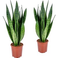 2er Set - Sansevieria Zeylanica - Bogenhanf - Sukkulenten - Zimmerpflanzen - Sehr Pflegeleicht - Höhe 60-70 cm - Topf 17 cm - Bloomique von BLOOMIQUE