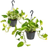 2er-Set - Scindapsus Marble Queen - Efeutute - Hängepflanze - Auch geeignet als Kletterpflanze - Zimmerpflanzen - Luftreinigend - Pflegeleicht von BLOOMIQUE