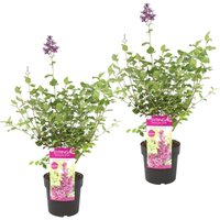 2er Set - Syringa Bloomerang Dark Purple - Flieder - Lila blühend - Gartenpflanzen - Winterhart - 40-50 cm Hoch - Topf 19 cm - Bloomique von BLOOMIQUE