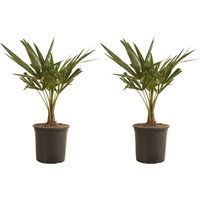 2er Set - Trachycarpus Fortunei - Chinesische Hanfpalme - Palmen Winterhart Draußen - Höhe 50-60 cm - Topf 19 cm - Bloomique 2er Set - Trachycarpus Fortunei - Chinesische Hanfpalme - Palmen Winterhart Draußen - Höhe 50-60 cm - Topf 19 cm - Bloomique von BLOOMIQUE
