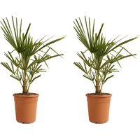 2er Set - Trachycarpus Fortunei - Chinesische Hanfpalme - Palmen Winterhart Draußen - Höhe 60-70 cm - Topf 21 cm - Bloomique von BLOOMIQUE