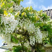 2er-Set - Wisteria Floribunda Alba - Blauregen Kletterpflanze - Weiß - Kletterpflanzen - Gartenpflanzen - Winterhart - 50-70 cm Hoch - Topf 15 cm von BLOOMIQUE