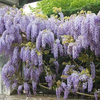2er-Set - Wisteria Sinensis Prolific - Blauregen Kletterpflanze - Blau - Kletterpflanzen - Gartenpflanzen - Winterhart - 50-70 cm Hoch - Topf 15 cm von BLOOMIQUE