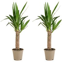 Bloomique - 2er Set - Yucca Elephantipes - Yucca Palme - Palmlilie - Zimmerpflanzen - Pflegeleicht - Luftreinigend - Höhe 30-40 cm - Topf 12 cm von BLOOMIQUE