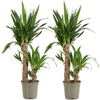 Bloomique - 2er Set - Yucca Elephantipes - Yucca Palme - Palmlilie - Zimmerpflanzen - Pflegeleicht - Luftreinigend - Höhe 60-70 cm - Topf 17 cm von BLOOMIQUE