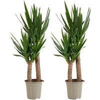 2er Set - Yucca Elephantipes - Yucca Palme - Palmlilie - Zimmerpflanzen - Pflegeleicht - Luftreinigend - Höhe 80-100 cm - Topf 21 cm - Bloomique 2er Set - Yucca Elephantipes - Yucca Palme - Palmlilie - Zimmerpflanzen - Pflegeleicht - Luftreinigend - Höhe 80-100 cm - Topf 21 cm - Bloomique von BLOOMIQUE