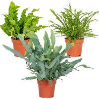 3er-Mix - Luftreinigende Farne - Asplenium, Phlebodium, Nephrolepis - Zimmerpflanzen - 20-30 cm Hoch - Topf 12 cm - Bloomique 3er-Mix - Luftreinigende Farne - Asplenium, Phlebodium, Nephrolepis - Zimmerpflanzen - 20-30 cm Hoch - Topf 12 cm - Bloomique von BLOOMIQUE