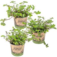 Bloomique - 3er-Set - Callisia Repens - Schildkrötenpflanze - Geeignet als Tierfutter - Zimmerpflanzen - Tierfreundlich - 10-20 cm Hoch - Topf 12 cm von BLOOMIQUE