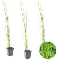 3er Set - Equisetum Japonicum - Japanischer Schachtelhalm - Teichpflanzen Winterhart - Wasserpflanzen - Zone 2-3 - Höhe 20-30 cm - Topf 9 cm von BLOOMIQUE