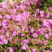 3er Set - Geranium Cantabrigiense Cambridge - Storchschnabel - Lila Blüten - Winterhart - Höhe 10-20cm - Topf 9x9cm - Bloomique von BLOOMIQUE