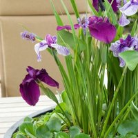 Bloomique - 3er Set - Iris Kaempferi - Japanische Sumpf-Schwertlilie - Teichpflanzen Winterhart - Wasserpflanzen - Zone 1-2 - Höhe 15-25 cm - Topf 9 Bloomique - 3er Set - Iris Kaempferi - Japanische Sumpf-Schwertlilie - Teichpflanzen Winterhart - Wasserpflanzen - Zone 1-2 - Höhe 15-25 cm - Topf 9 von BLOOMIQUE