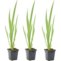 Bloomique - 3er Set - Iris Pseudacorus - Heimische Sumpf-Schwertlilie - Teichpflanzen Winterhart - Wasserpflanzen - Zone 1-2 - Höhe 15-25 cm - Topf 9 von BLOOMIQUE