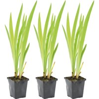 3er Set - Iris Versicolor - Amerikanische Sumpf-Schwertlilie - Teichpflanzen Winterhart - Wasserpflanzen - Zone 1-2 - Höhe 15-25 cm - Topf 9 cm von BLOOMIQUE