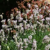 3er Set - Lavandula Angustifolia Edelweiss - Weißer Lavendel - Lavendelpflanze - Winterhart - Höhe 10-20cm - Topf 9x9cm - Bloomique von BLOOMIQUE
