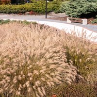 3er Set - Pennisetum alopecuroides Hameln - Zylinderputzergras - Ziergras - Gartenpflanzen - Winterhart - Höhe 10-20cm - Topf 9x9cm - Bloomique von BLOOMIQUE
