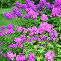 3er Set - Phlox Paniculata Laura - Phlox - Gartenpflanzen - Winterhart - Höhe 10-20 cm - Topf 9x9 cm - Bloomique von BLOOMIQUE