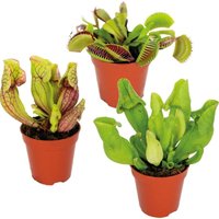 Bloomique - 3x Fleischfressende Pflanzenmischung - Sumpfpflanze - Pflegefreundlich -⌀6cm -↕5-10cm von BLOOMIQUE