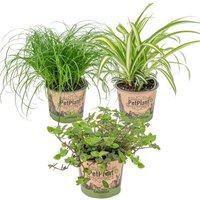 3x Haustierfreundliche Mischung - Cyperus - Chlorophytum - Callisia - Zimmerpflanze – ⌀12 cm - ↕15-25 cm von BLOOMIQUE