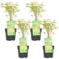 Bloomique - 4er Set - Acer Butterfly - Japanischer Ahorn - Winterharte Pflanzen - Gartenpflanzen Winterhart - Höhe 20-30 cm - Topf 10,5 cm von BLOOMIQUE