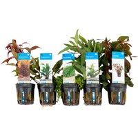 Bloomique - 5er Set - Aquarium Pflanzen Echt - Aquarium Zubehör -Wasserpflanzen - Reinigend - Sauerstoff - Ludwigie, Wasserfreund, Perlkraut, Bloomique - 5er Set - Aquarium Pflanzen Echt - Aquarium Zubehör -Wasserpflanzen - Reinigend - Sauerstoff - Ludwigie, Wasserfreund, Perlkraut, von BLOOMIQUE