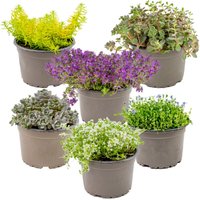 6er-Mix - Sedum - Fetthenne - Gartenpflanzen - Winterhart - Immergrün - 10-15 cm Hoch - Topf 14 cm - Bloomique 6er-Mix - Sedum - Fetthenne - Gartenpflanzen - Winterhart - Immergrün - 10-15 cm Hoch - Topf 14 cm - Bloomique von BLOOMIQUE